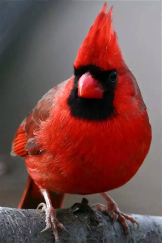 Cardinals Beautiful Bird in RED