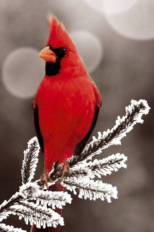 Cardinals Beautiful Bird in RED - XciteFun.net