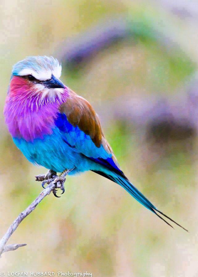 1779 best Fhotographs- Birds-Vogels images on Pinterest 