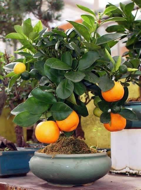 Amazing Bonsai Tree with Fruits XciteFun net