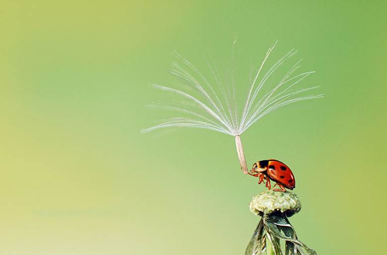 Natural Umbrellas For Animals - XciteFun.net