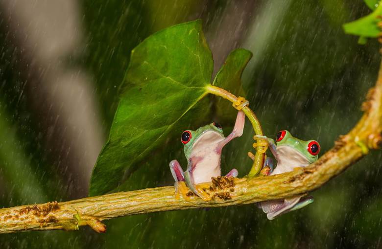 Natural Umbrellas For Animals - XciteFun.net