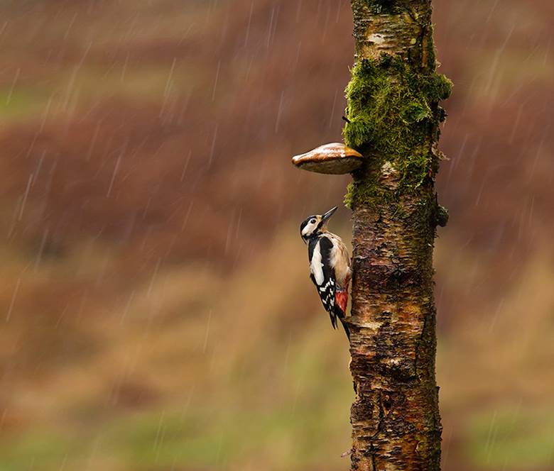 Natural Umbrellas For Animals - XciteFun.net