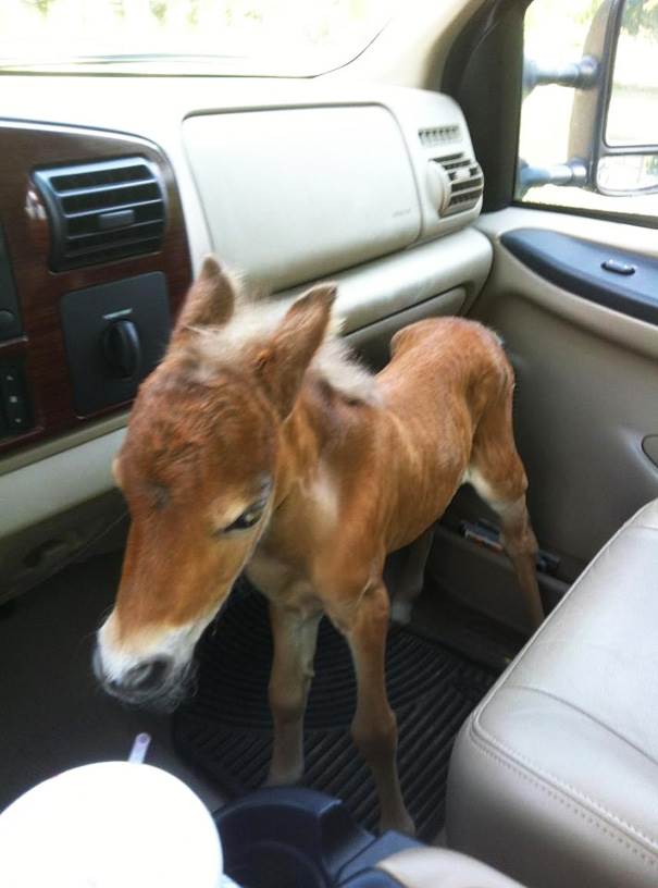 Super Cute Miniature Baby Horse - XciteFun.net