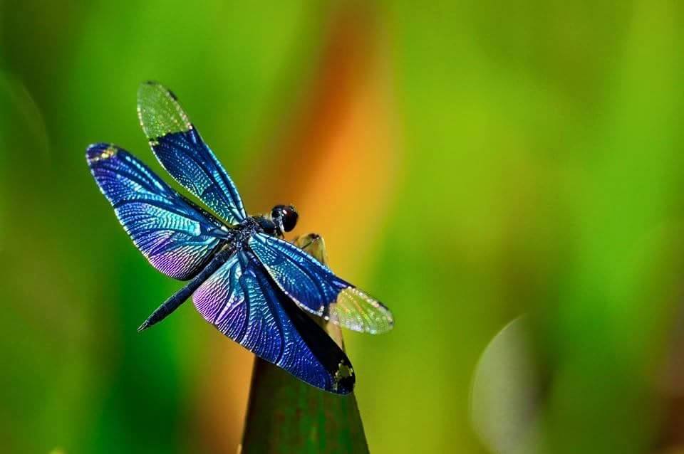 381178,xcitefun-dragonflies-7.jpg