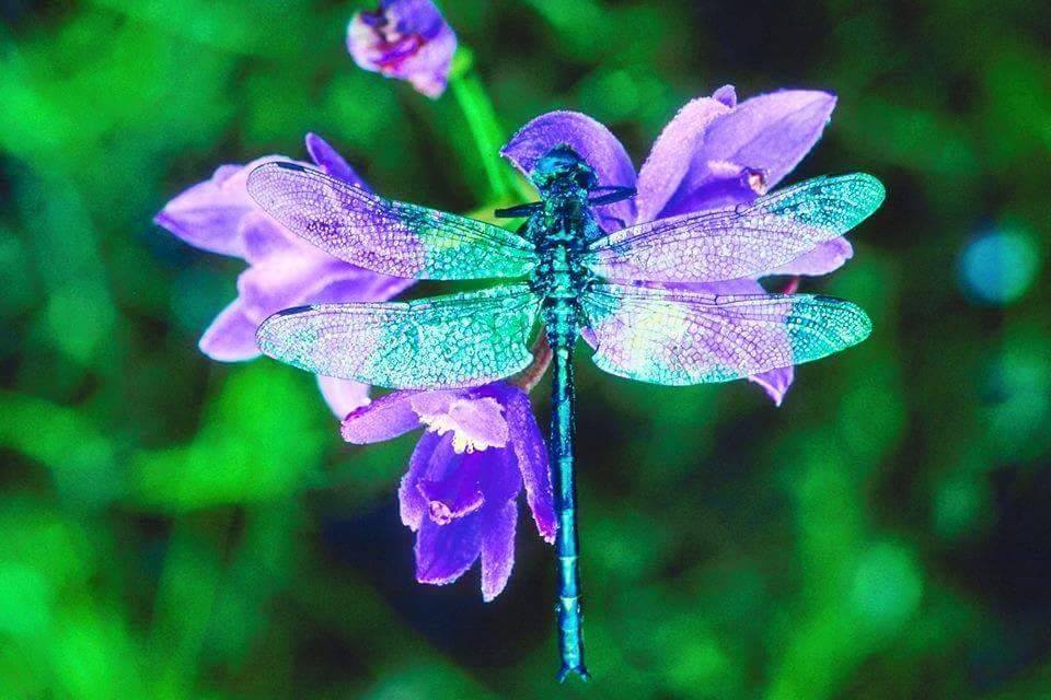 381179,xcitefun-dragonflies-6.jpg