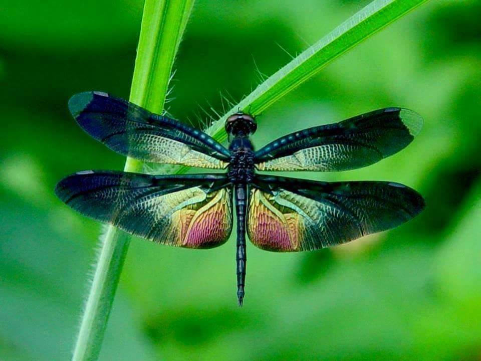 381180,xcitefun-dragonflies-5.jpg