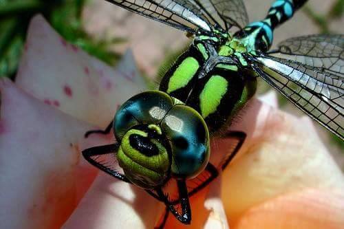 381182,xcitefun-dragonflies-3.jpg