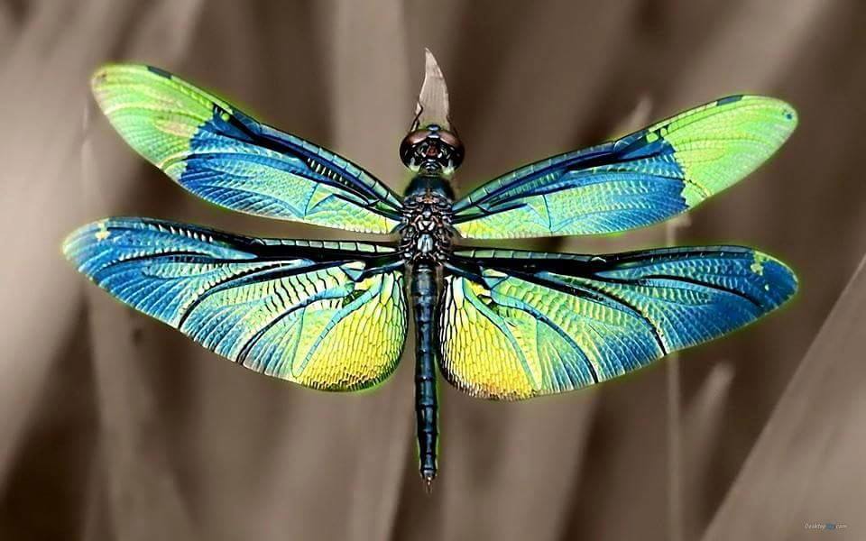 381183,xcitefun-dragonflies-2.jpg