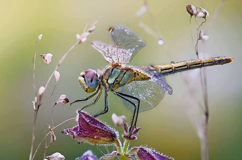 381184,xcitefun-dragonflies-1.jpg