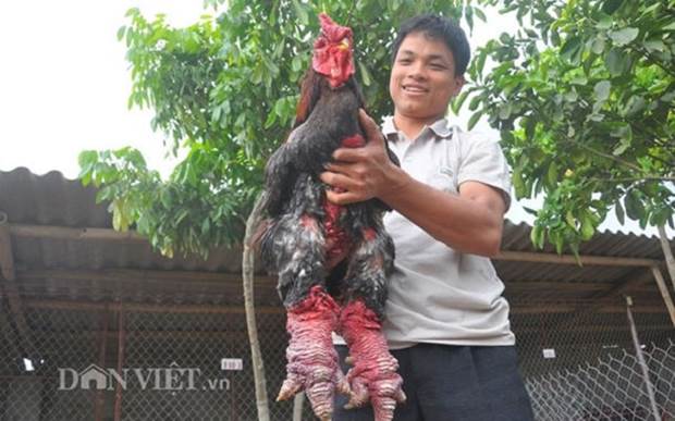 Dong Tao - Rare Chicken Breed of Vietnam - XciteFun.net