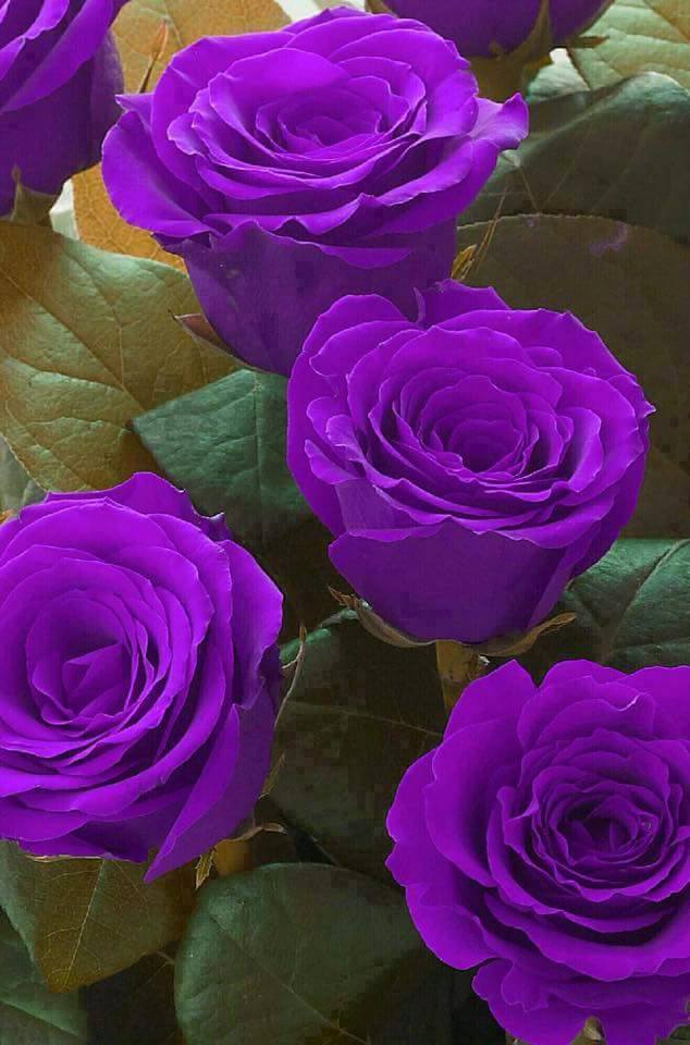 Violet Roses Images ~ Natural Purple Roses | Bodymiwasuit Wallpaper