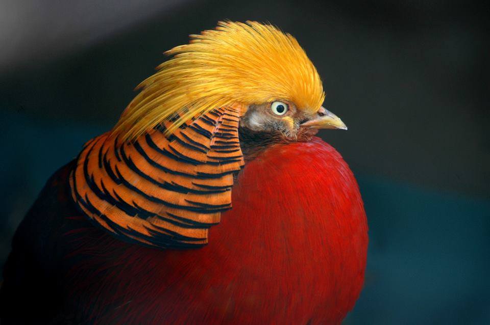 Colorful Pheasant Bird Images - XciteFun.net