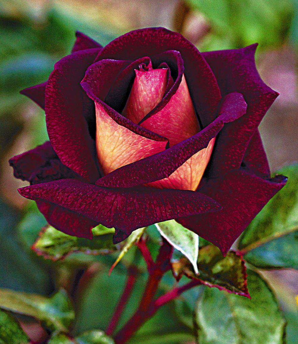 Rare Dual Color Roses - XciteFun.net